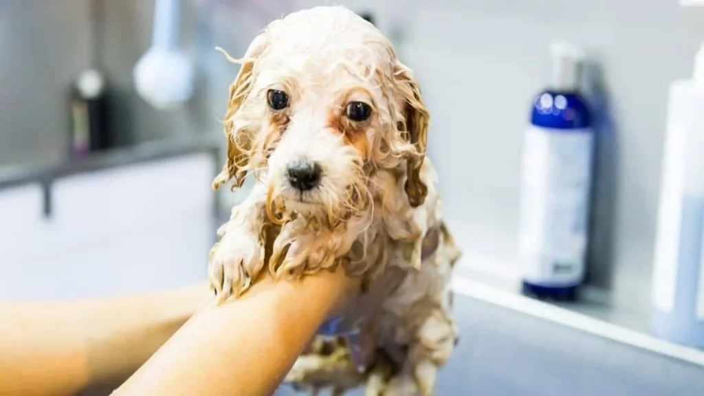 Can I Use Pantene Shampoo On My Dog