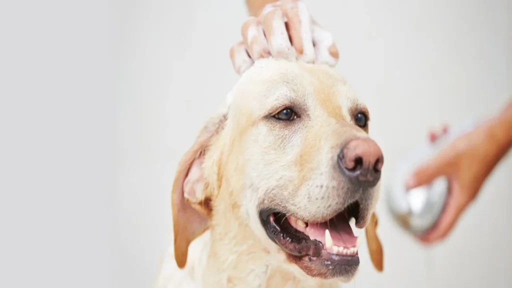 Can you use lice human shampoo for dogs