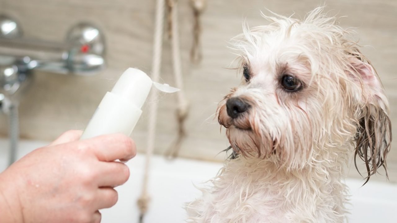 Human Shampoo For Dogs