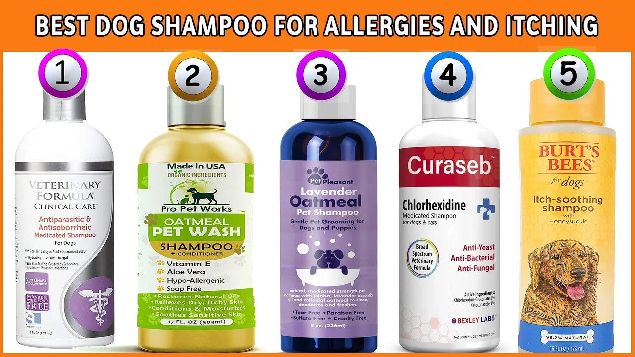 Best Shampoo For Dogs