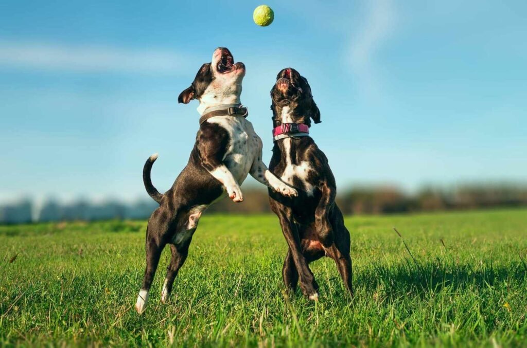 Dogs Like Tennis Balls