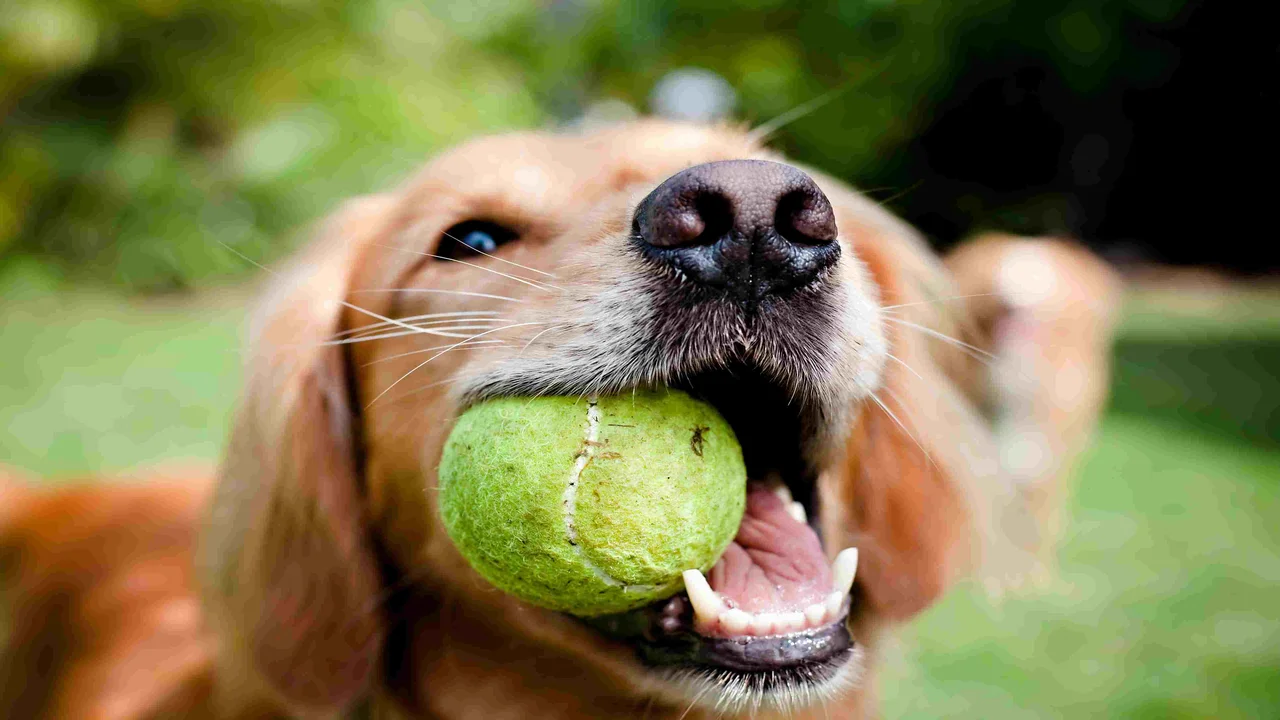 Why Do Dogs Like Tennis Balls So Much?