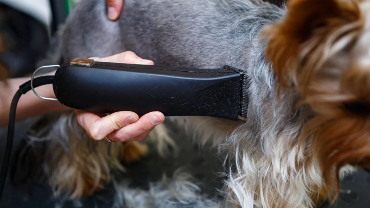 sharpen dog clippers