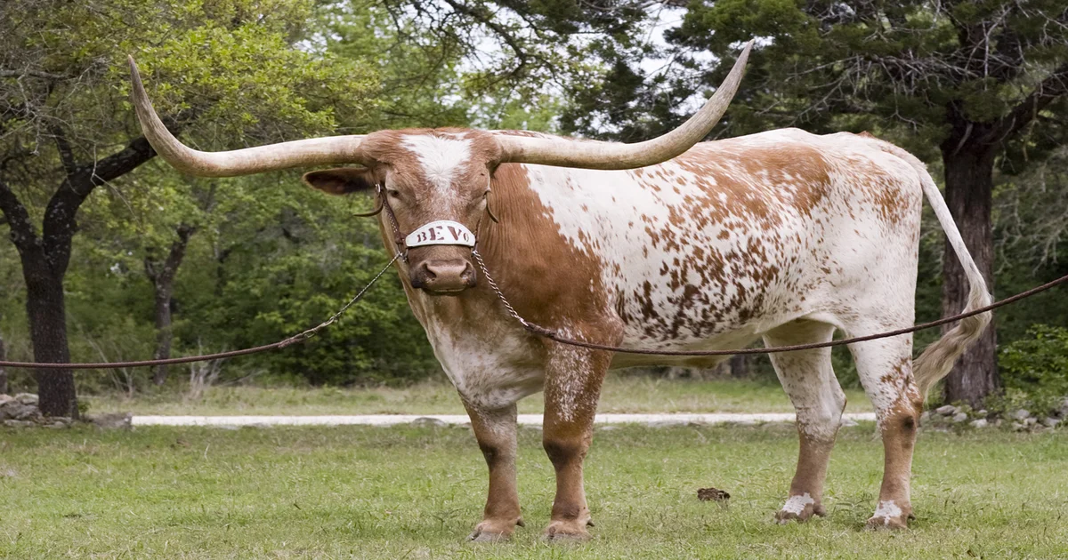 15 Animals With The Longest Horns In The World