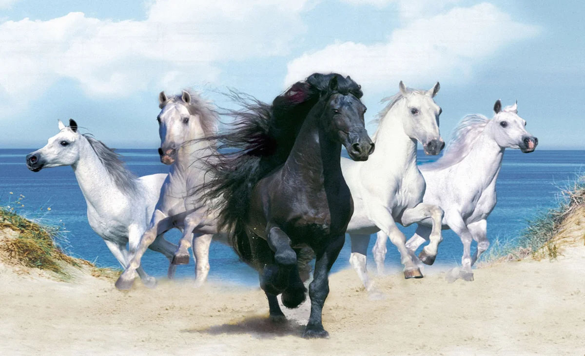 15 Most Beautiful Horses on Earth