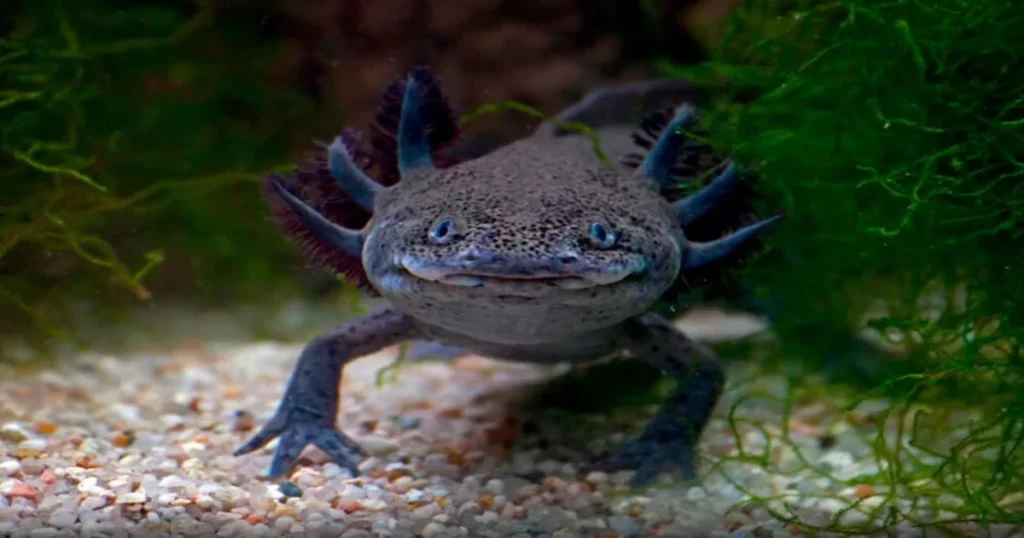 Axolotl Black 