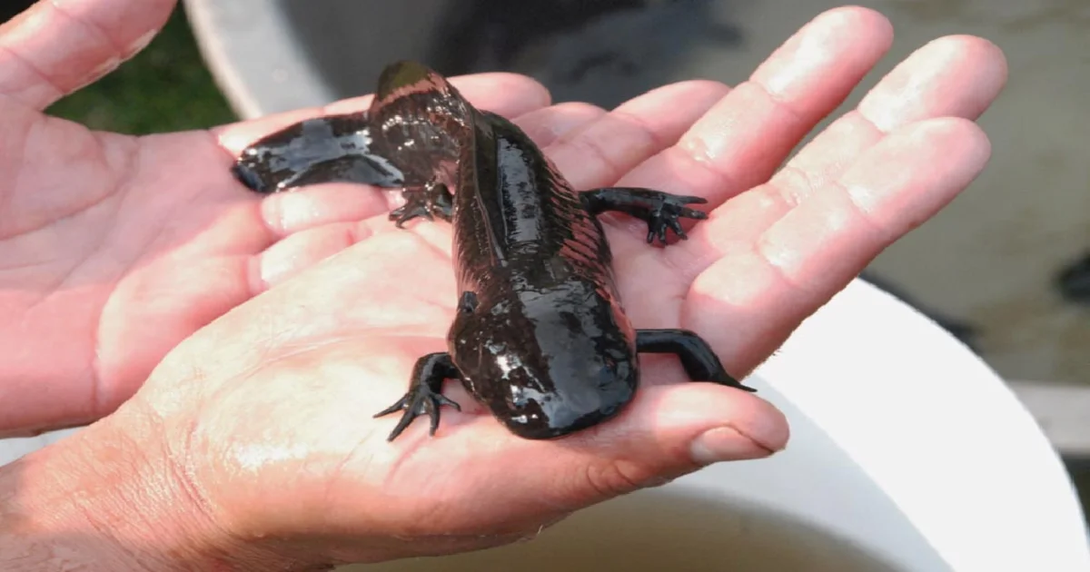 Black Axolotl Care and Feeding