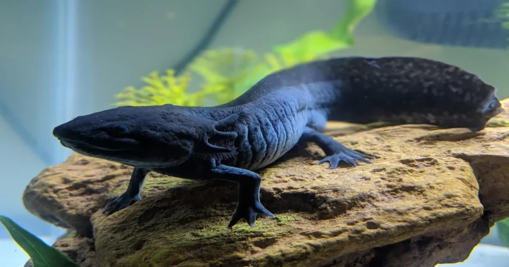 Black Axolotl Habitat and Behavior