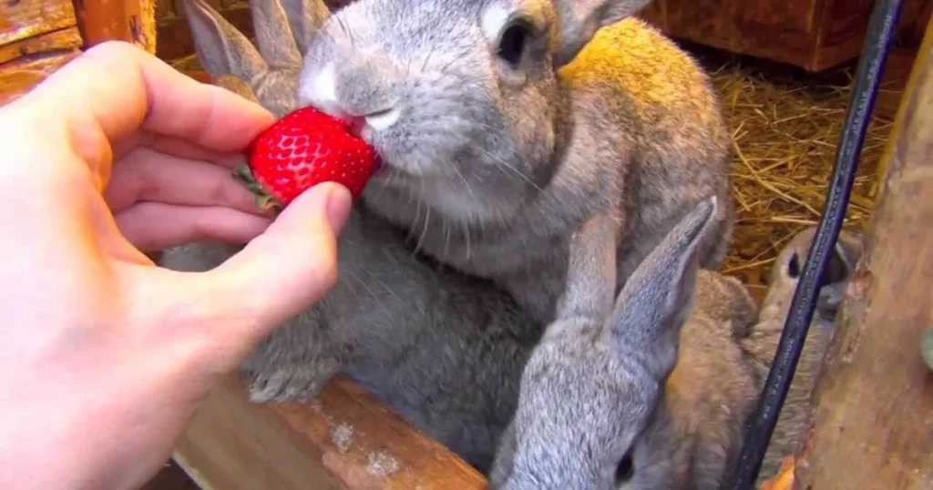 Can Rabbits Eat Frozen Blueberries