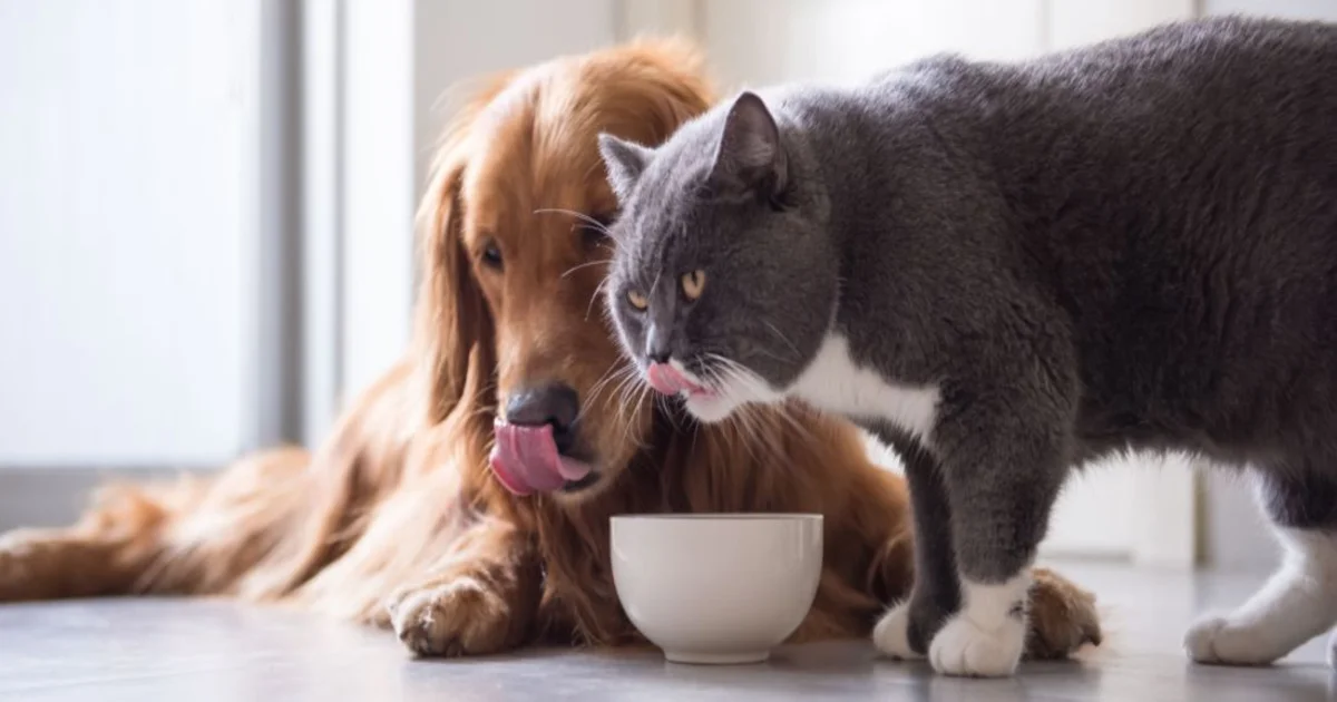 Can cats eat raw dog food