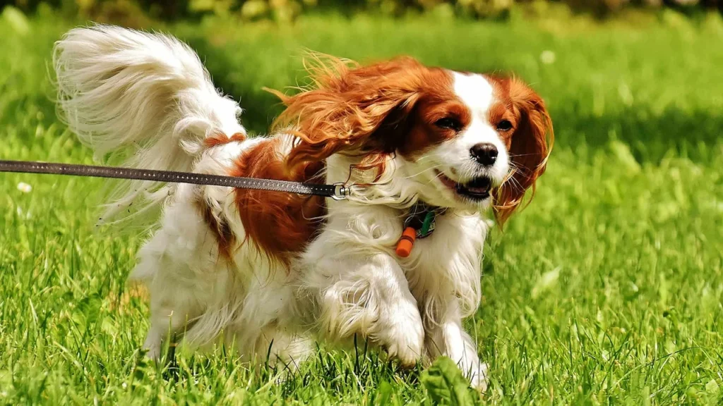 Cavalier King Charles Spaniel Dog Breed