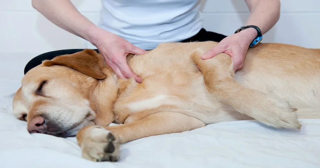 What Are Common Sleep Disorders in Dogs and How Can They Be Treated