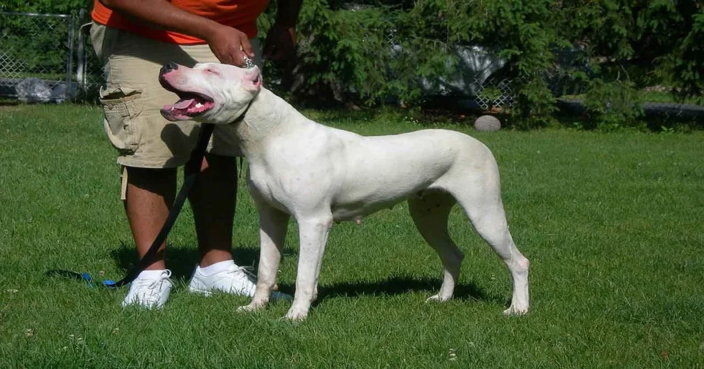 Dogo Argentino Dog Breed