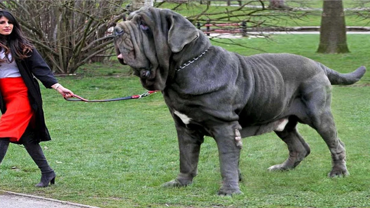 Expensive Dog Breeds in 2023