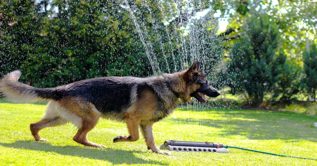 German Shepherds Dog Breed