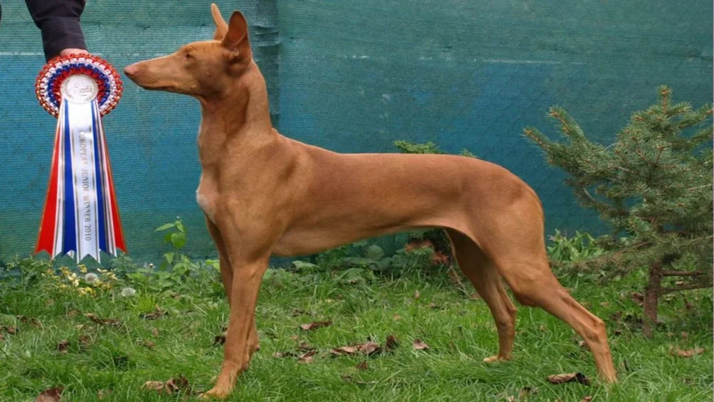 Pharaoh Hound Dog Breed