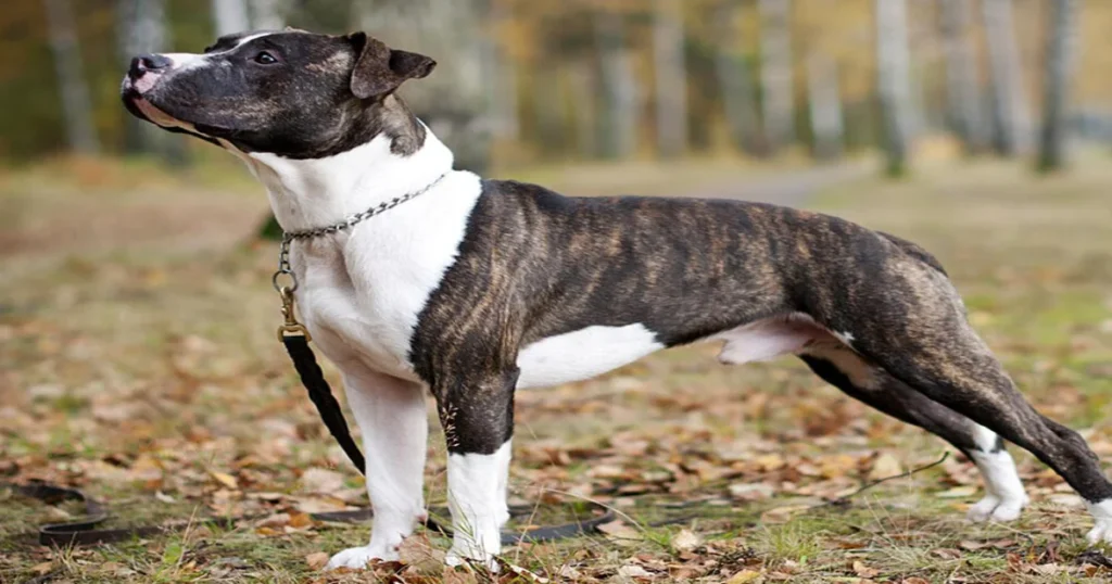 Pit Bull Terrier Dog Breed