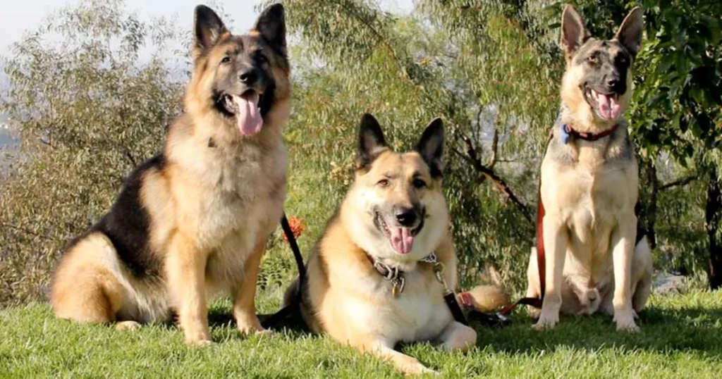 Pros and Cons of Owning a German Shepherd