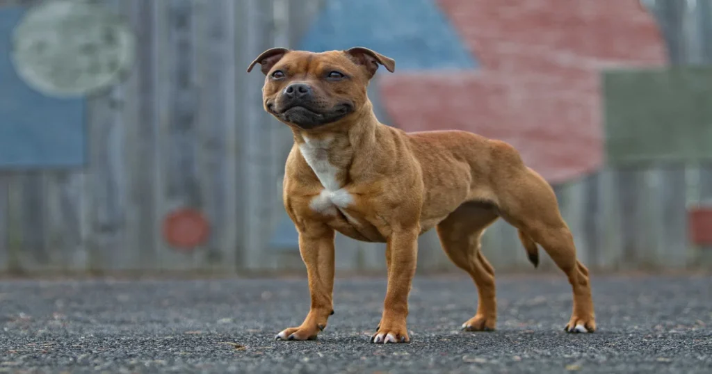 Staffordshire Bull Terriers Dog Breed
