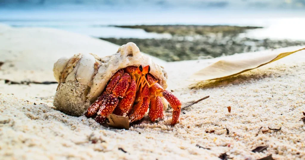 The Importance of Shells for Hermit Crabs