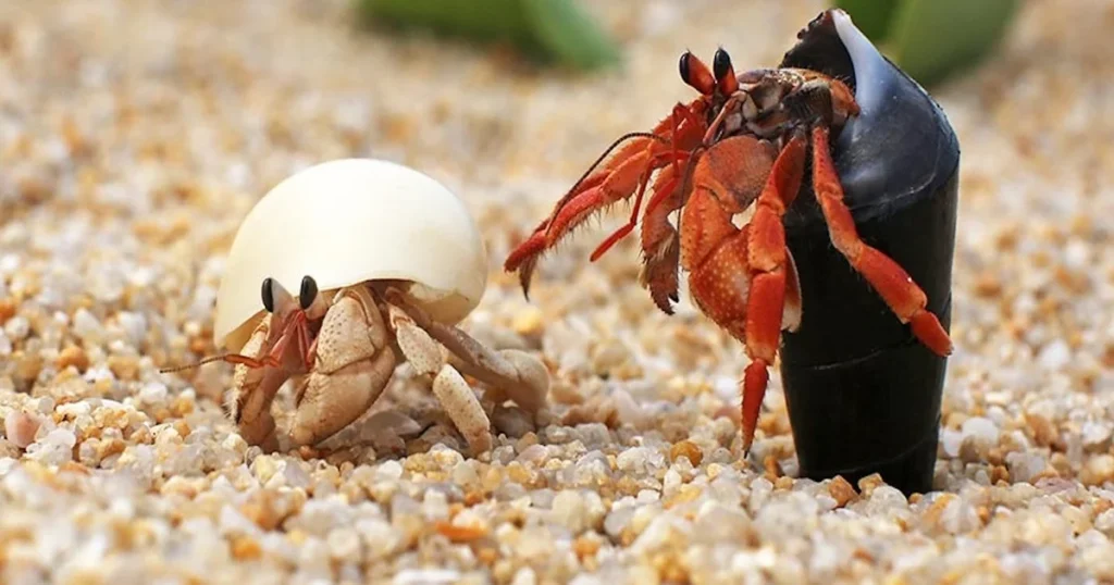 The Resourceful Hermit Crab