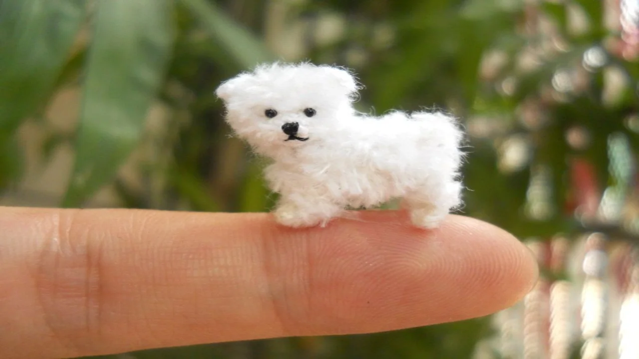 Smallest Dog Breeds