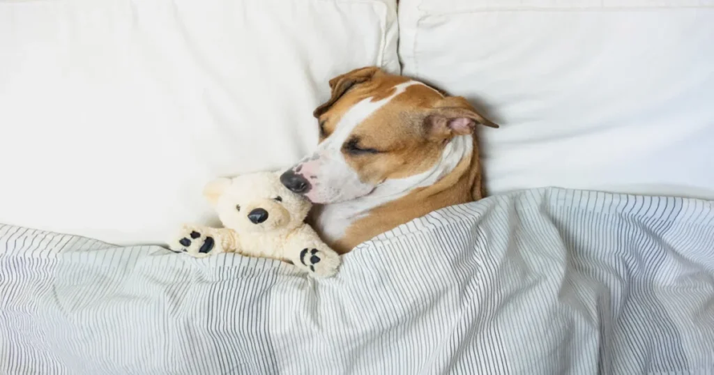 What Factors Affect How Much Sleep Dogs Need