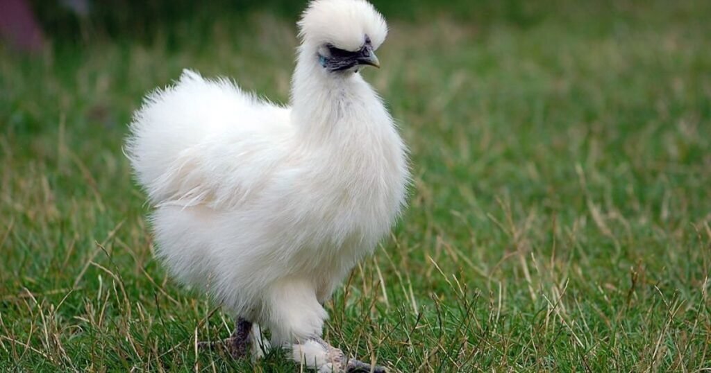 What are fluffy chickens