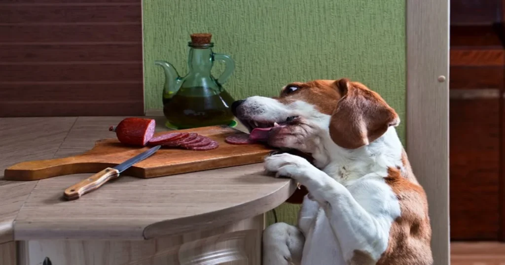What happens if my dog eats ravioli