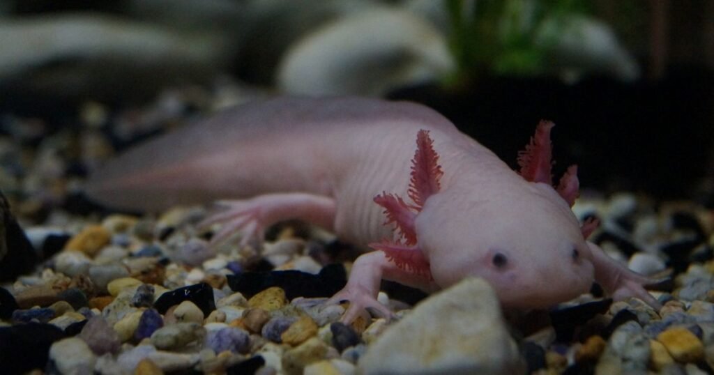Leucistic Axolotls