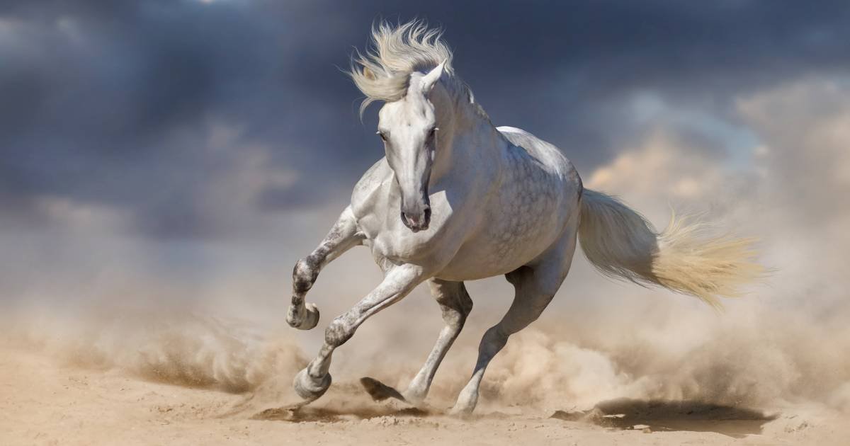 15 Most Beautiful Horses On Planet Earth – NBKomputer