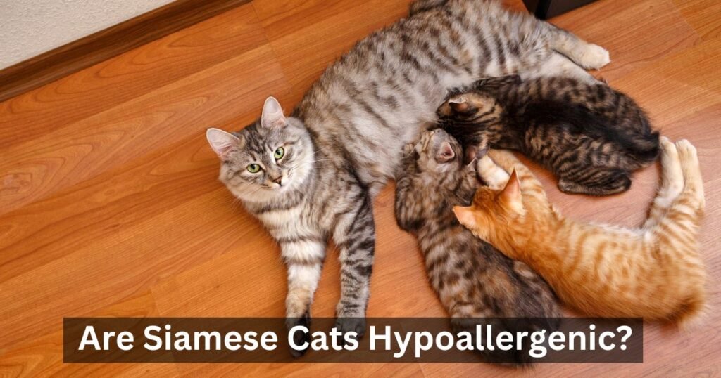 Are Siamese Cats Hypoallergenic