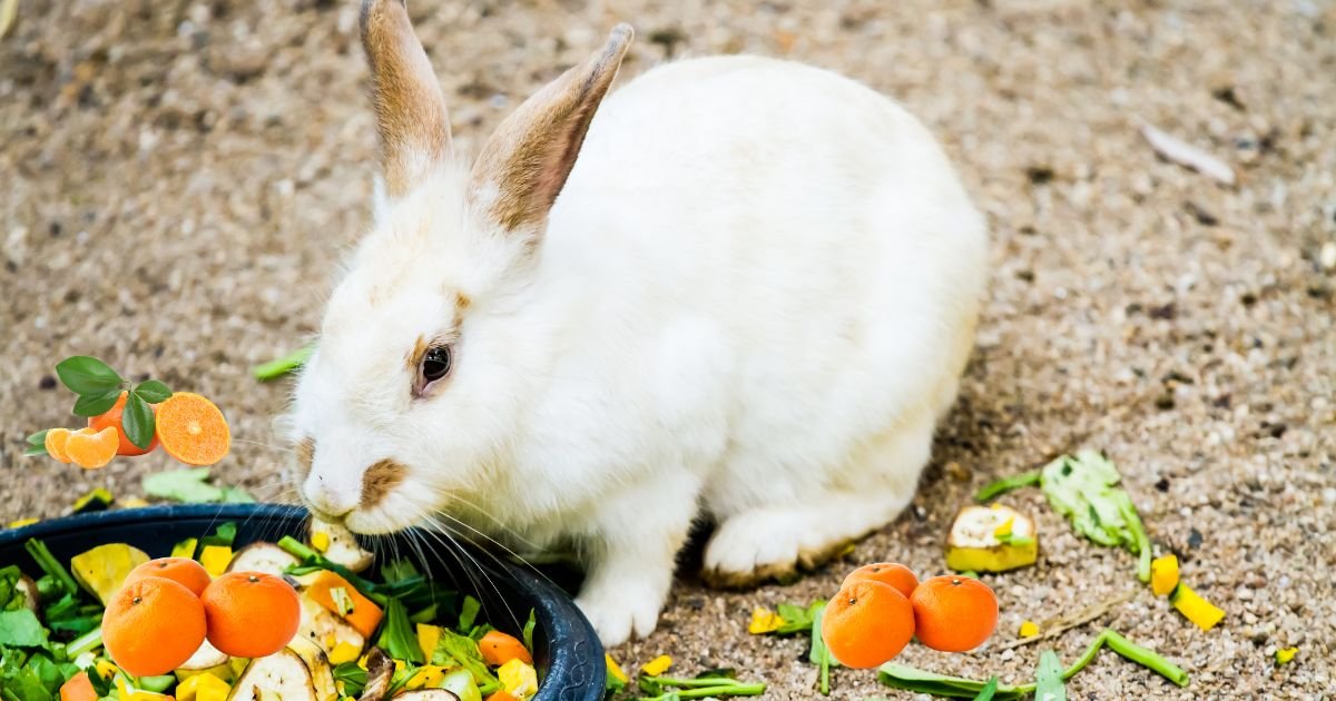 Can Rabbits Eat Oranges