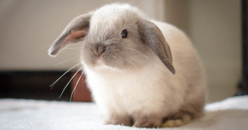 Cashmere Lop Appearance and Characteristics