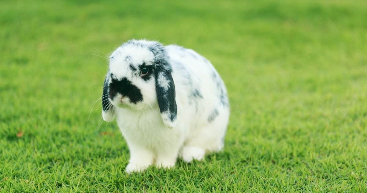 Cashmere Lop Rabbit
