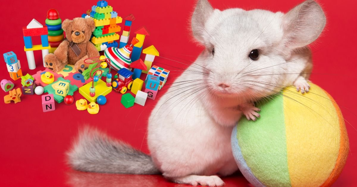 How Much is a Chinchilla [Cost & Price Stats] (2023 Update)