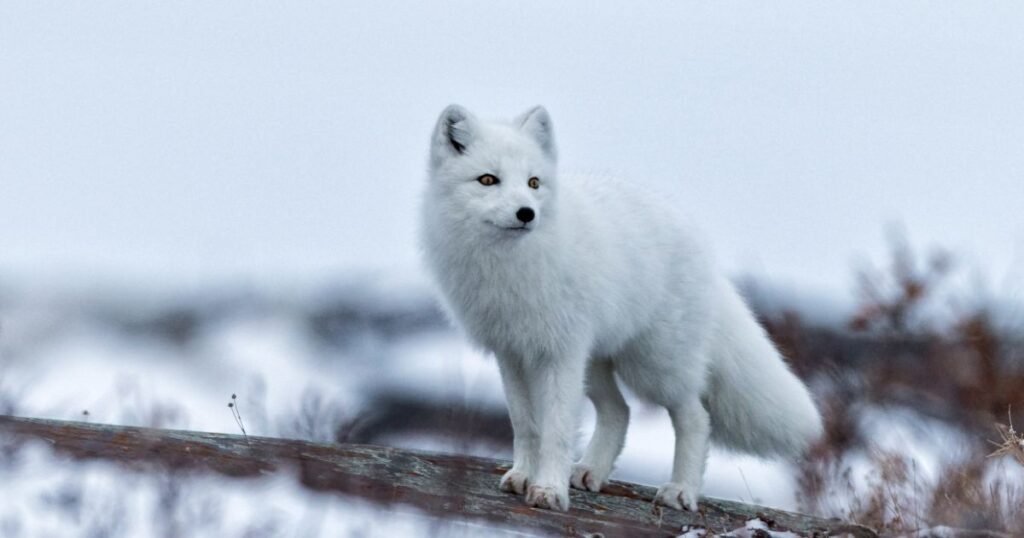 Conservation Efforts of Canadian Marble Fox