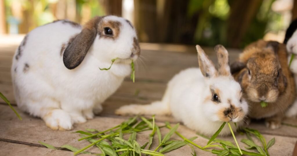 Foods to Avoid Giving Rabbits