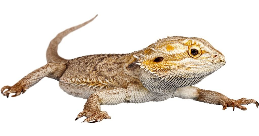 Functions of the Bearded Dragon Third Eye