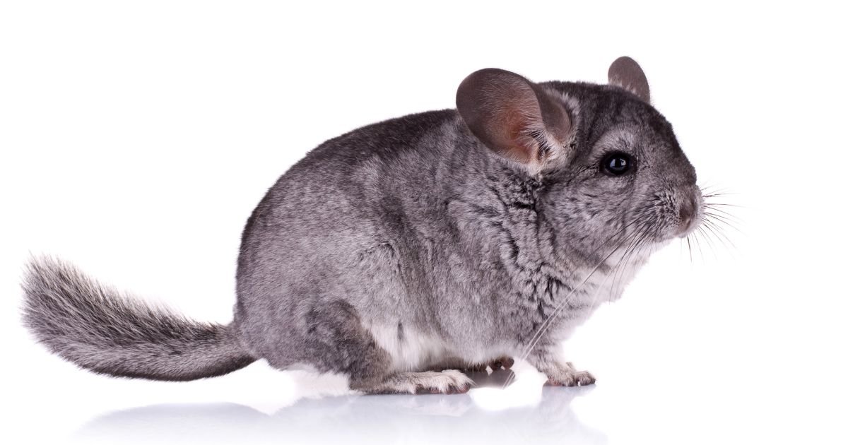 How Much is a Chinchilla