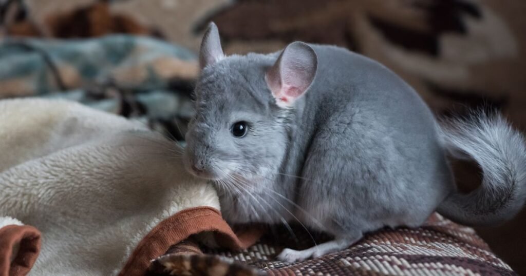 Initial Expenses: Chinchilla How Much