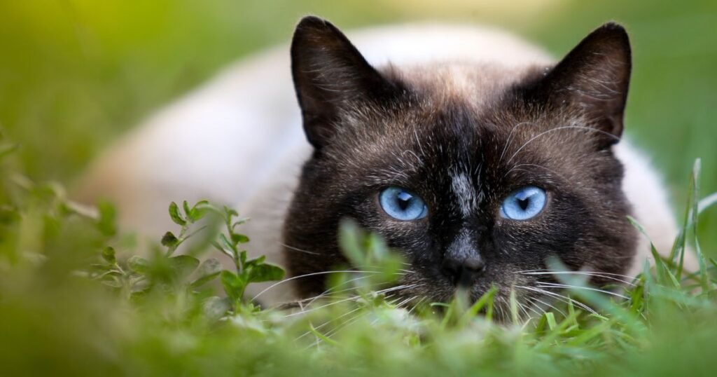 Managing Allergies When Living with a Siamese Cat