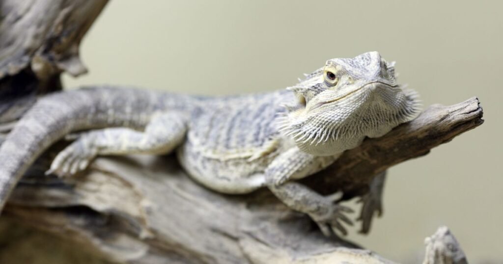 How to Care for the Bearded Dragon Third Eye