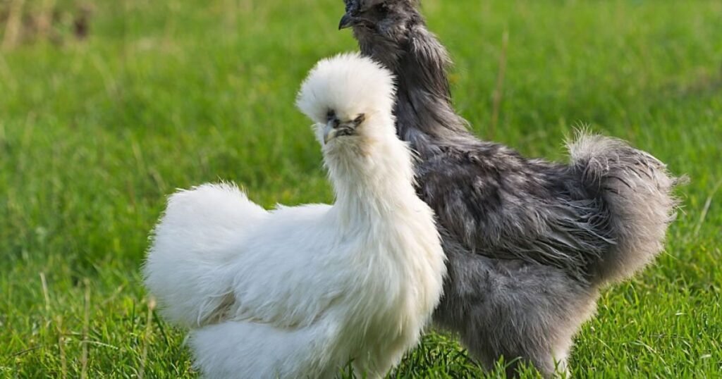 Raising fluffy chickens