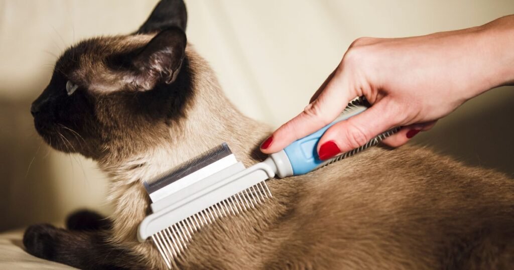 Regular Grooming for Siamese Cats