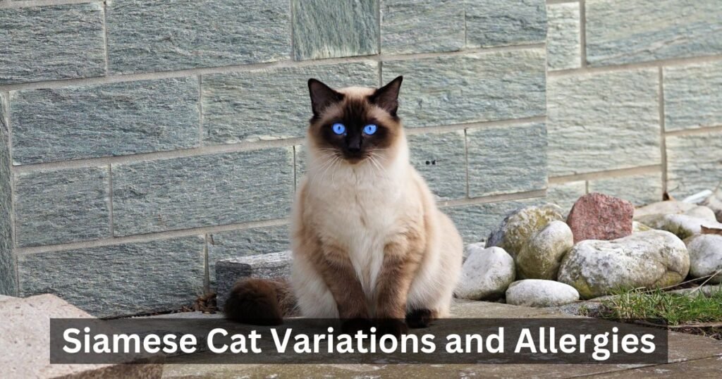 Siamese Cat Variations and Allergies