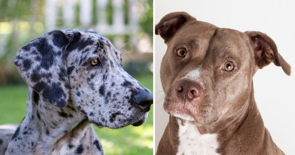 The Appearance of the Pit Bull and Great Dane Mix