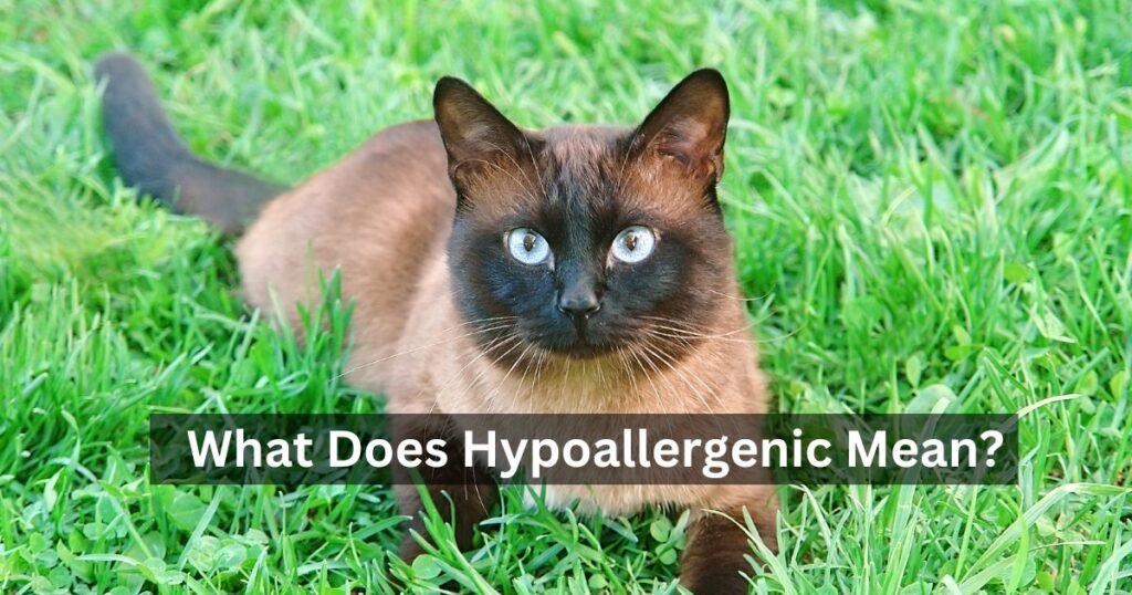 What Does Hypoallergenic Mean