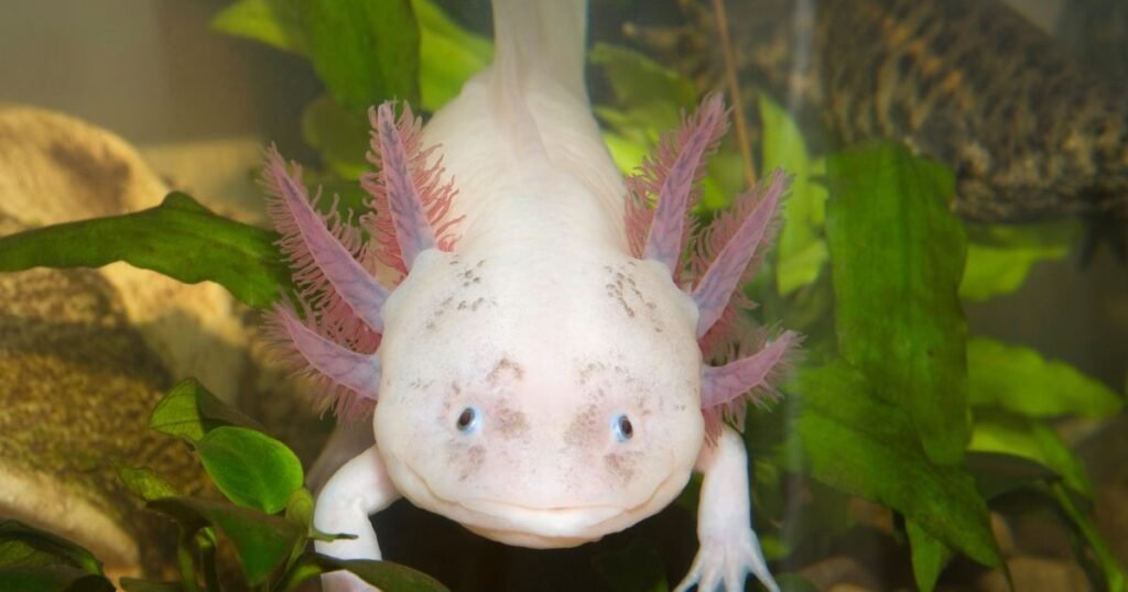 albino axolotl