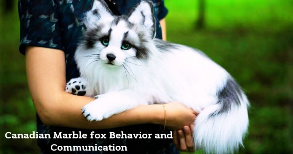 canadian marble fox Behavior and Communication